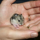 Baby Hamster Saved