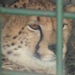Cheetah with Necrotic Loss of Paw