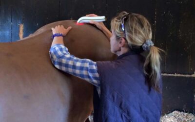 Equine Red Light Therapy